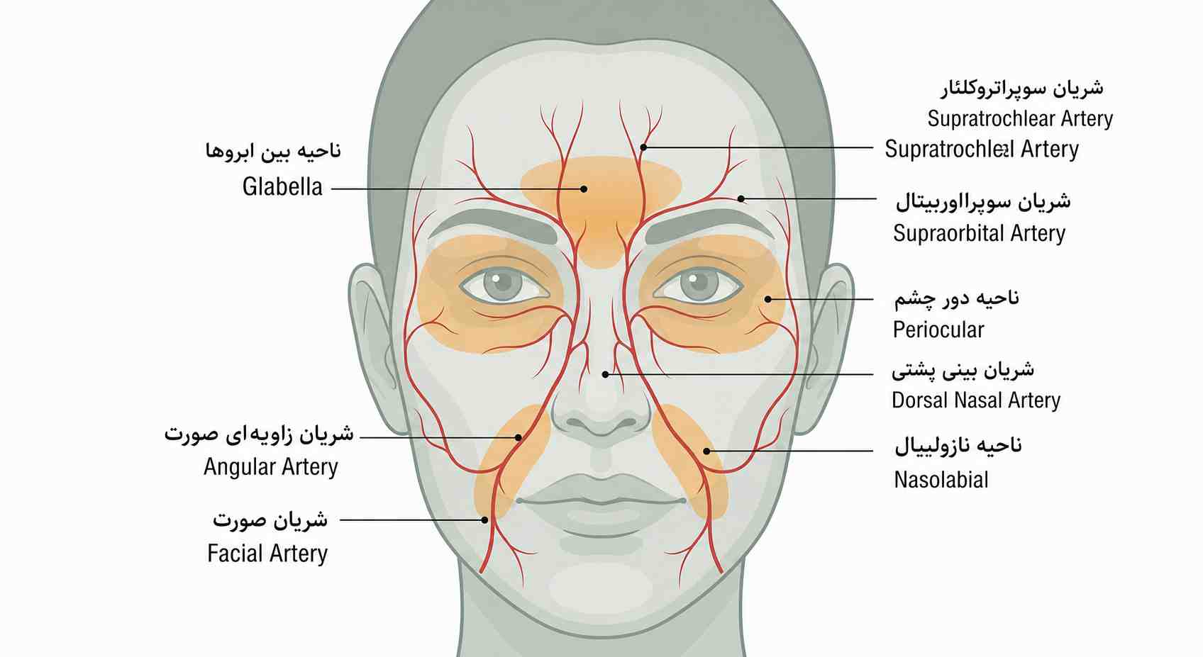 نقشه شریانهای صورت و نواحی پرخطر گلابلا، دور چشم و خط خنده برای پیشگیری از عوارض تزریق PRP